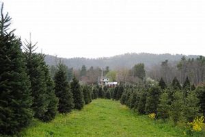 Visit Jonas Ridge Tree Farm: Your Local Tree Experts! The Conscious Farmer | Sustainable Agriculture for a Healthier Planet Visit Jonas Ridge Tree Farm: Your Local Tree Experts! | The Conscious Farmer | Sustainable Agriculture for a Healthier Planet