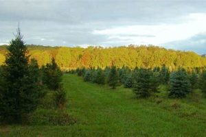 Smiths Christmas Tree Farm: [Your City/Region]'s Best Holiday Tree | The Conscious Farmer | Sustainable Agriculture for a Healthier Planet