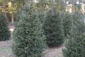 Visit Our Evergreen Christmas Tree Farm Today! The Conscious Farmer | Sustainable Agriculture for a Healthier Planet Visit Our Evergreen Christmas Tree Farm Today! | The Conscious Farmer | Sustainable Agriculture for a Healthier Planet
