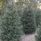 Visit Our Evergreen Christmas Tree Farm Today! | The Conscious Farmer | Sustainable Agriculture for a Healthier Planet