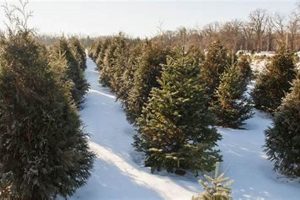 Visit CT Christmas Tree Farms: Local Holiday Fun! The Conscious Farmer | Sustainable Agriculture for a Healthier Planet Visit CT Christmas Tree Farms: Local Holiday Fun! | The Conscious Farmer | Sustainable Agriculture for a Healthier Planet