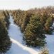 Visit CT Christmas Tree Farms: Local Holiday Fun! | The Conscious Farmer | Sustainable Agriculture for a Healthier Planet