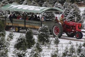 Find Your Perfect Tree at Lucky Dog Christmas Tree Farm The Conscious Farmer | Sustainable Agriculture for a Healthier Planet Find Your Perfect Tree at Lucky Dog Christmas Tree Farm | The Conscious Farmer | Sustainable Agriculture for a Healthier Planet