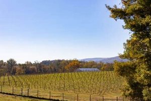 Visit Snickersville Tree Farm: Holiday Tradition Near You The Conscious Farmer | Sustainable Agriculture for a Healthier Planet Visit Snickersville Tree Farm: Holiday Tradition Near You | The Conscious Farmer | Sustainable Agriculture for a Healthier Planet