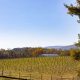 Visit Snickersville Tree Farm: Holiday Tradition Near You | The Conscious Farmer | Sustainable Agriculture for a Healthier Planet