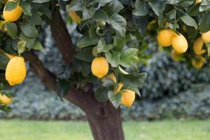 Grow Rich! Lemon Tree Farming Secrets & Tips The Conscious Farmer | Sustainable Agriculture for a Healthier Planet Grow Rich! Lemon Tree Farming Secrets & Tips | The Conscious Farmer | Sustainable Agriculture for a Healthier Planet