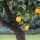 Grow Rich! Lemon Tree Farming Secrets & Tips | The Conscious Farmer | Sustainable Agriculture for a Healthier Planet