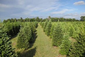 Find Your Perfect Yule Tree Farm Near You: [Year] Guide | The Conscious Farmer | Sustainable Agriculture for a Healthier Planet