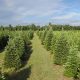 Find Your Perfect Yule Tree Farm Near You: [Year] Guide | The Conscious Farmer | Sustainable Agriculture for a Healthier Planet