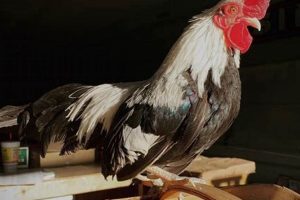 Your Farm Bureau Raeford NC Guide: Support & Resources | The Conscious Farmer | Sustainable Agriculture for a Healthier Planet